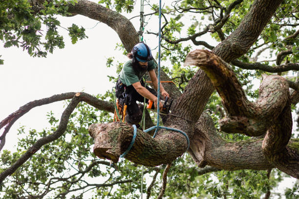 Best Tree Health Inspection  in Town Line, NY