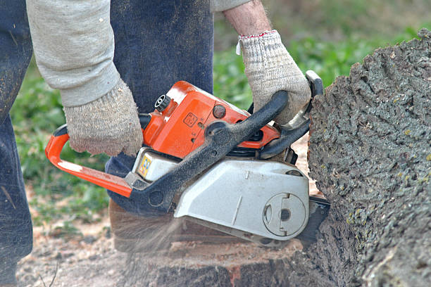 Best Root Management and Removal  in Town Line, NY
