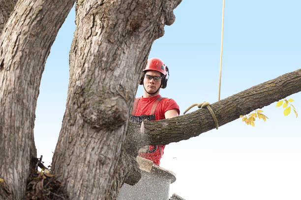 Best Utility Line Clearance  in Town Line, NY